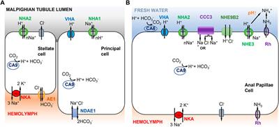 Mechanisms of Na+ uptake from freshwater habitats in animals